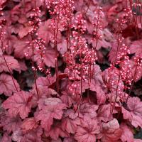 Гейхера Грейп Сода 1шт (Поиск)