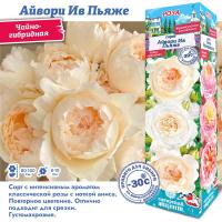 Роза Айвори Ив Пьяже (Чайно-гибридная) 1шт (Сиб сад)