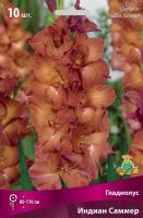 Гладиолус Индиан Саммер 10/12 10шт (Поиск)