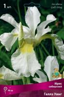 Ирис Галлз Уинг (Сибирский) 1шт (Поиск)