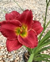 Лилейник Ред Хот Ритернз 2шт (Поиск)