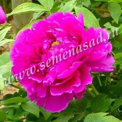 Пион Красные Облака ДР/привитый (коробка) 1шт (Поиск)