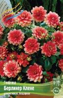 Георгина Берлинер Клене 1шт (Колорлайн)