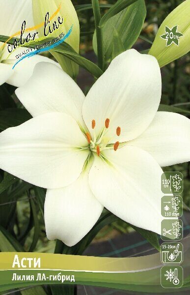 Лилия Асти (ЛА гибрид) 12/14 7шт (Колорлайн)