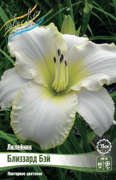 Лилейник Близзард Бэй 1шт (Колорлайн)