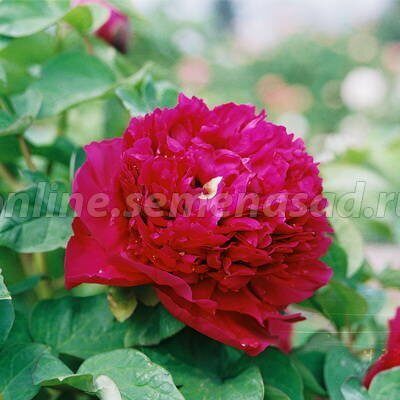 Пион Гранатовый Браслет ДР/привитый (коробка) 1шт (Поиск)