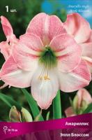 Амариллис Эппл Блоссом 24/26 1шт (Поиск)