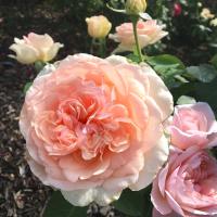 Роза Роберто Капуччи (Чайно-гибридная) 1-3 побега ОКС 10шт/пучок (Сиб сад)