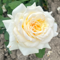 Роза Ирина (Чайно-гибридная) 1-3 побега ОКС 10шт/пучок (Сиб сад)