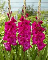 Гладиолус Мистик Маджента 10/12 10шт (Поиск)
