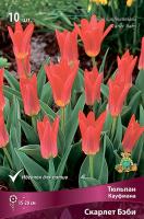 Тюльпан Скарлет Бэби 10/11 10шт (Поиск)