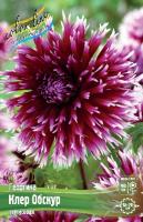 Георгина Алауна Клер Обскур 1шт (Колорлайн)