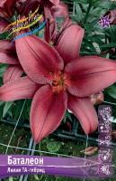 Лилия Баталеон (ТА гибрид) 10/12 7шт (Колорлайн)