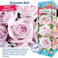 Роза Баунти Вэй (Чайно-гибридная) 1шт (Сиб сад)