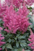 Астильба Генри Ноблетт 2/3 1шт (Колорлайн)