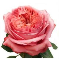 Роза Пинк Экспрешн (Чайно-гибридная) 1-3 побега ОКС 10шт/пучок (Сиб сад)