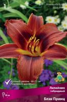 Лилейник Блэк Принц 1шт (Поиск)