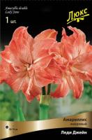 Амариллис Леди Джейн 24/26 1шт (Поиск)