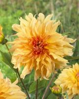 Георгина Биг Бразер 1шт (Колорлайн)