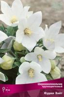 Ширококолокольчик Фуджи Вайт 1шт (Поиск)