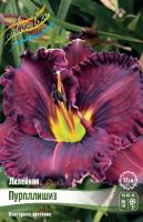 Лилейник Пурпллишиз 1шт (Колорлайн)