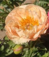 Пион Кингс Дэй 2/3 1шт (Поиск)