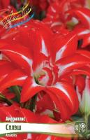 Амариллис Сплэш 22/24 1шт (Колорлайн)