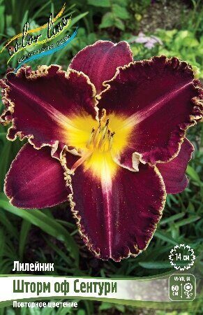 Лилейник Шторм Оф Сентури 1шт (Колорлайн)