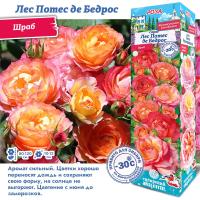 Роза Лес Потес де Бедрос (Шраб) 1шт (Сиб сад)