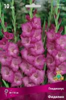 Гладиолус Фиделио 10/12 10шт (Поиск)