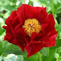 Пион Макинак Гранд 2/3 1шт (Поиск)