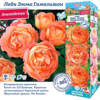 Роза Леди Эмма Гамильтон (Английская) 1шт (Сиб сад)