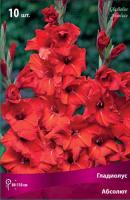 Гладиолус Абсолют 10/12 10шт (Поиск)