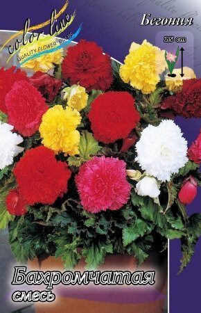 Бегония Бахромчатая Смесь 5/6 3шт (Колорлайн)