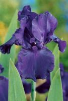 Ирис Найт Аул (Германский) 1шт (Поиск)