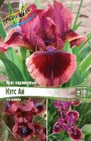 Ирис Кэтс Ай (Карликовый) 1шт (Колорлайн)