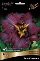 Лилейник Блэк Стокингз 1шт (Поиск)
