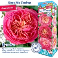 Роза Ловс Ми Тендер (Флорибунда) 1шт (Сиб сад)