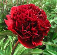 Пион Ред Грейс 2/3 1шт (Поиск)