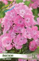 Флокс Анастасия 2шт (Колорлайн)