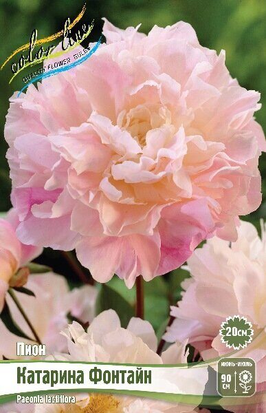 Пион Катарина Фонтайн 2/3 1шт (Колорлайн)