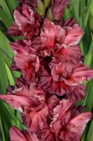 Гладиолус За Туманом 594,Фотин 2 р-р 7шт (Ф)