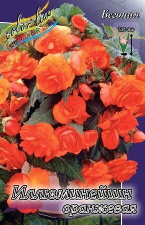 Бегония Иллюминейшн Оранжевая 5/6 3шт (Колорлайн)