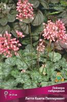 Гейхера Литтл Кьюти Пепперминт 1шт (Поиск)