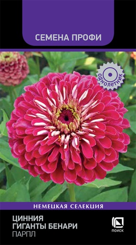 Цинния Гиганты Бенари Парпл Профи 10шт (Поиск)