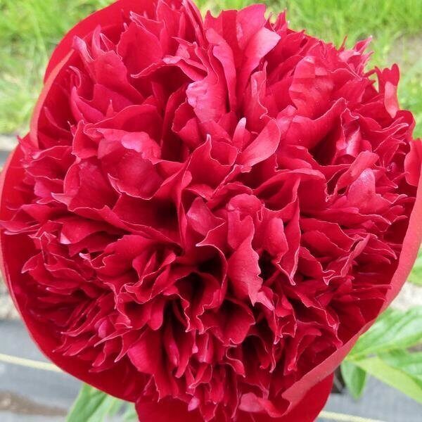 Пион Комманд Перформанс 2/3 1шт (Поиск)