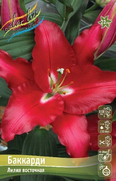Лилия Баккарди (Восточный гибрид) 12/14 5шт (Колорлайн)