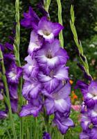 Гладиолус Блю Айл 10/12 5шт (Колорлайн)