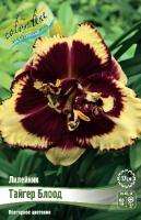 Лилейник Тайгер Блоод 1шт (Колорлайн)