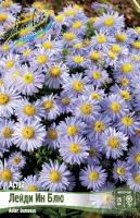 Астра Лейди Ин Блю 1шт (Колорлайн)